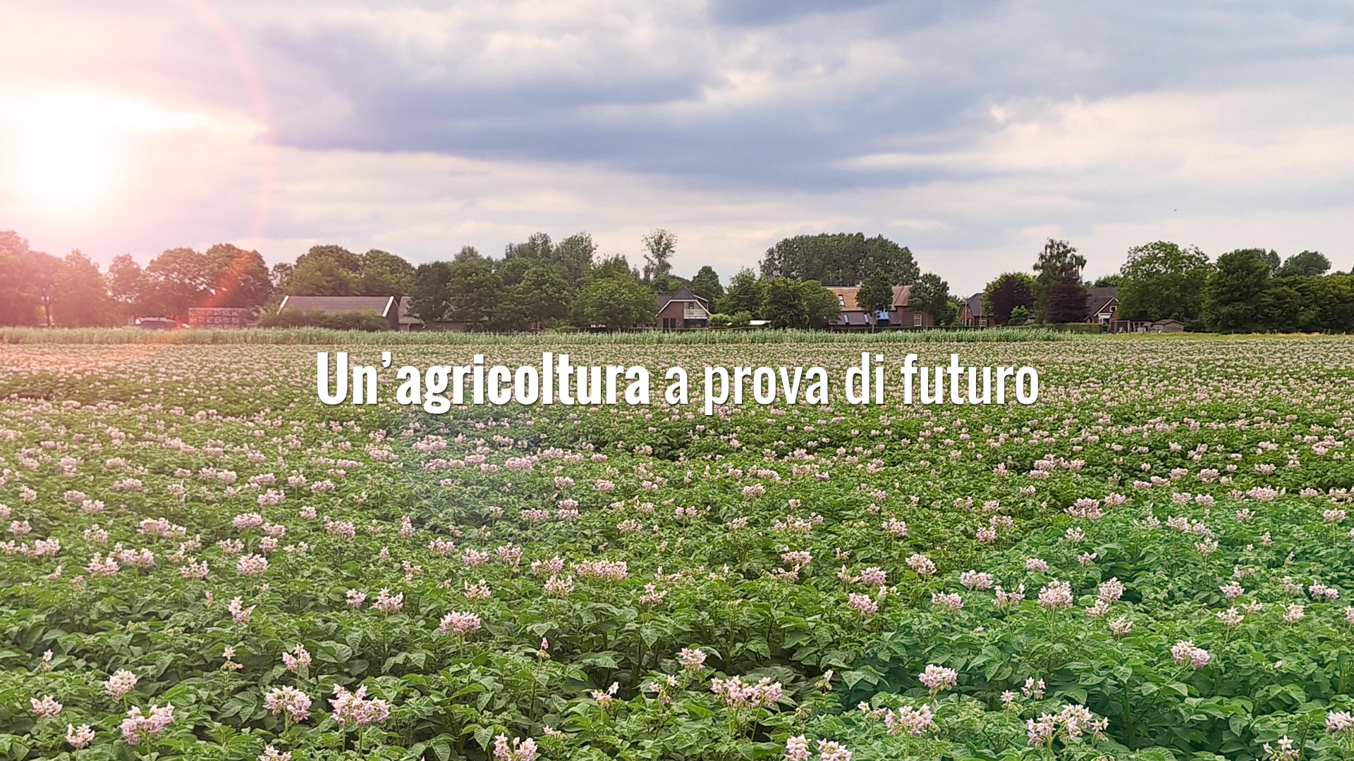 house_of_fries_website_-_new_horizons_-_field_to_fork_-_header_-_1920x1080