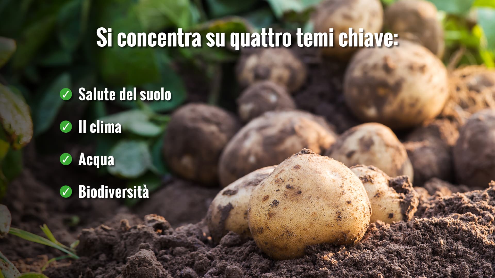 house_of_fries_website_-_new_horizons_-_field_to_fork_-_image_block_-_1920x1177px